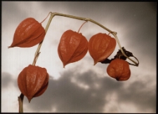 Konkurs miesiąca, czerwiec 1996, miejsce 1 [Dokument ikonograficzny]