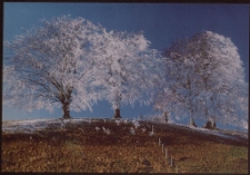 Konkurs miesiąca, styczeń 2005, miejsce 3 [Dokument ikonograficzny]