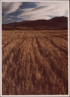 Konkurs miesiąca, styczeń 2005, wyr&oacute;żnienie [Dokument ikonograficzny]