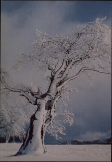 Konkurs miesiąca, maj 2005, miejsce 3 [Dokument ikonograficzny]