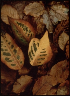 Konkurs miesiąca, lipiec 2005, wyr&oacute;żnienie [Dokument ikonograficzny]