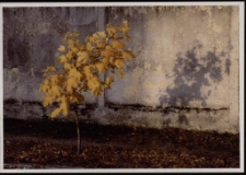 Konkurs miesiąca, grudzień 2005, miejsce 1 [Dokument ikonograficzny]