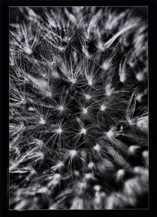 Konkurs miesiąca, marzec 2011, miejsce 1 [Dokument ikonograficzny]