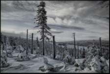 Konkurs miesiąca, marzec 2012, miejsce 2 [Dokument ikonograficzny]