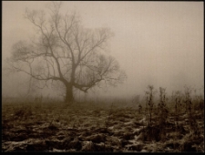 Konkurs miesiąca, marzec 2012, miejsce 3 [Dokument ikonograficzny]