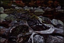 Konkurs miesiąca, marzec 2012, wyr&oacute;żnienie [Dokument ikonograficzny]