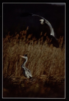 Konkurs miesiąca, maj 2012, miejsce 1 [Dokument ikonograficzny]