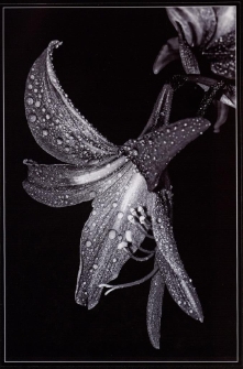 Konkurs miesiąca, październik 2012, miejsce 1 [Dokument ikonograficzny]