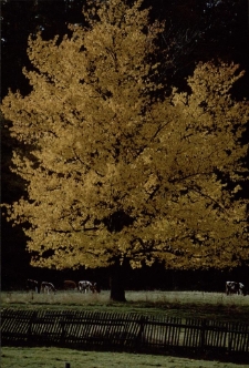 Konkurs miesiąca, grudzień 2002, wyr&oacute;żnienie [Dokument ikonograficzny]