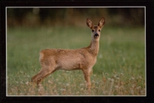 Konkurs miesiąca, styczeń 2013, miejsce 2 [Dokument ikonograficzny]