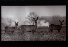 Konkurs miesiąca, luty 2013, miejsce 1 [Dokument ikonograficzny]