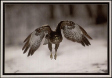 Konkurs miesiąca, marzec 2013, miejsce 2 [Dokument ikonograficzny]