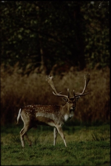 Konkurs miesiąca, sierpień 2013, wyr&oacute;żnienie [Dokument ikonograficzny]