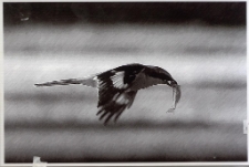 Konkurs miesiąca, wrzesień 2013, miejsce 1 [Dokument ikonograficzny]