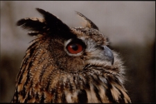 Konkurs miesiąca, wrzesień 2013, wyr&oacute;żnienie [Dokument ikonograficzny]