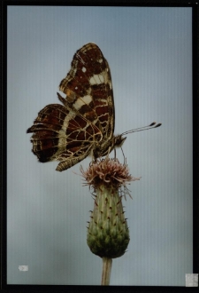 Konkurs miesiąca, wrzesień 2013, wyróżnienie [Dokument ikonograficzny]