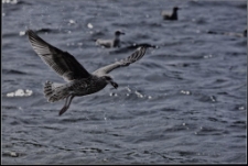 Konkurs miesiąca, październik 2013, wyróżnienie [Dokument ikonograficzny]