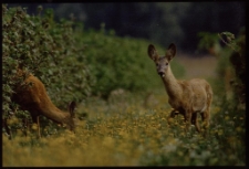 Konkurs miesiąca, listopad 2013, wyr&oacute;żnienie [Dokument ikonograficzny]