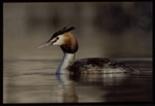 Konkurs miesiąca, listopad 2013, wyróżnienie [Dokument ikonograficzny]