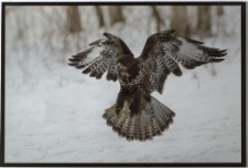 Konkurs miesiąca, grudzień 2013, miejsce 2 [Dokument ikonograficzny]