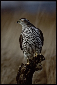 Konkurs miesiąca, styczeń 2014, miejsce 1 [Dokument ikonograficzny]