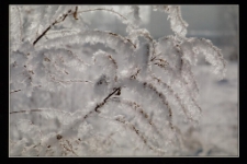 Konkurs miesiąca, styczeń 2014, wyr&oacute;żnienie [Dokument ikonograficzny]