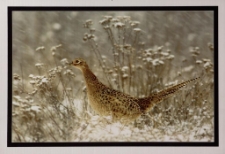 Konkurs miesiąca, luty 2014, miejsce 2 [Dokument ikonograficzny]