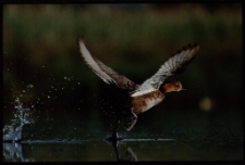 Konkurs miesiąca, czerwiec 2014, miejsce 2 [Dokument ikonograficzny]