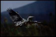 Konkurs miesiąca, czerwiec 2014, wyróżnienie [Dokument ikonograficzny]