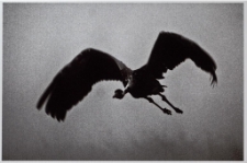 Konkurs miesiąca, sierpień 2014, wyr&oacute;żnienie [Dokument ikonograficzny]