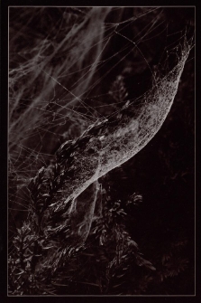 Konkurs miesiąca, listopad 2014, wyr&oacute;żnienie [Dokument ikonograficzny]