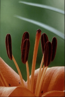 Konkurs miesiąca, styczeń 2015, wyróżnienie [Dokument ikonograficzny]