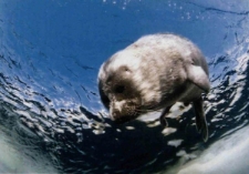 Bajkał. Królestwo wody i lodu : Olga Kamenskaja - fotografie - zaproszenie [Dokument życia społecznego]