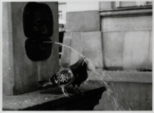 Przystań [Dokument ikonograficzny]