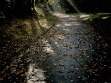 Jesień w Parku Kościuszki [Dokument ikonograficzny]