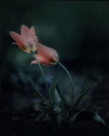 Konkurs miesiąca, czerwiec 2022, miejsce 1 [Dokument ikonograficzny]