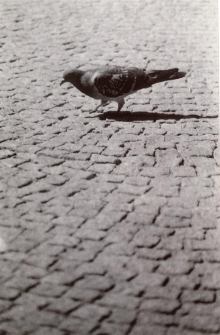 Tubylec [Dokument ikonograficzny]