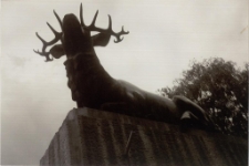 Jeleń [Dokument ikonograficzny]