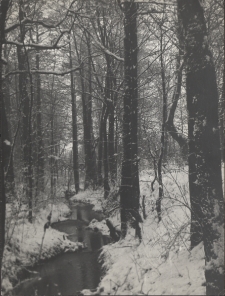 Zima w Parku Miejskim w Jaworze